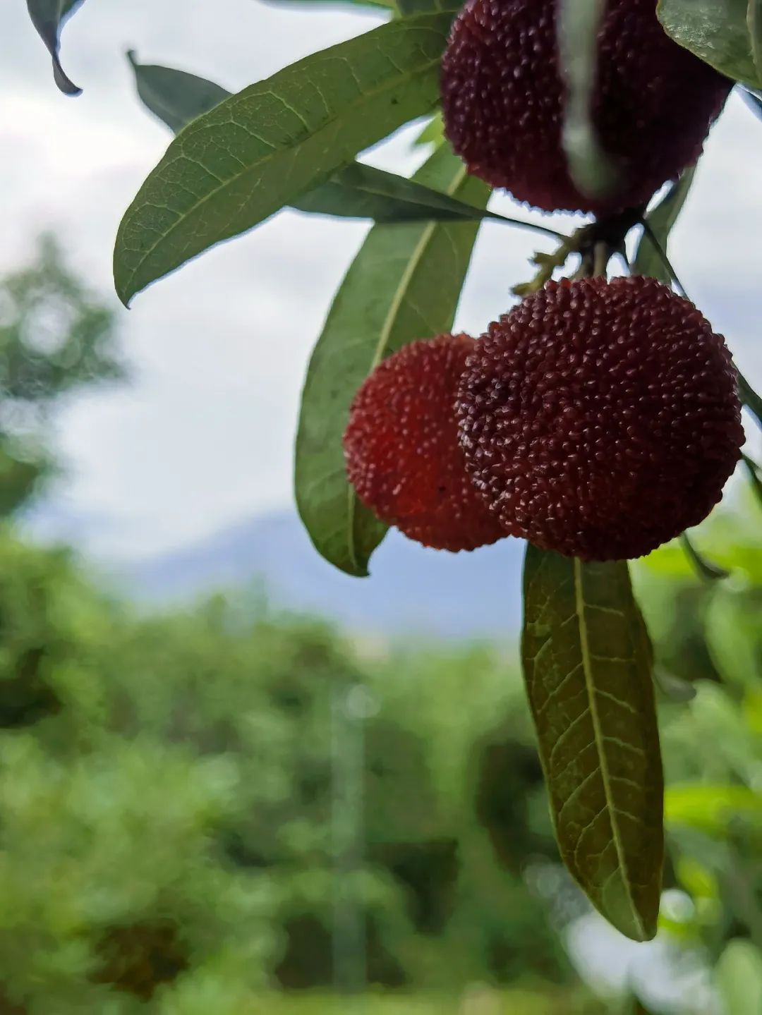 带你们体验摘杨梅的乐趣,酸酸甜甜的杨梅有谁陪我一起采摘