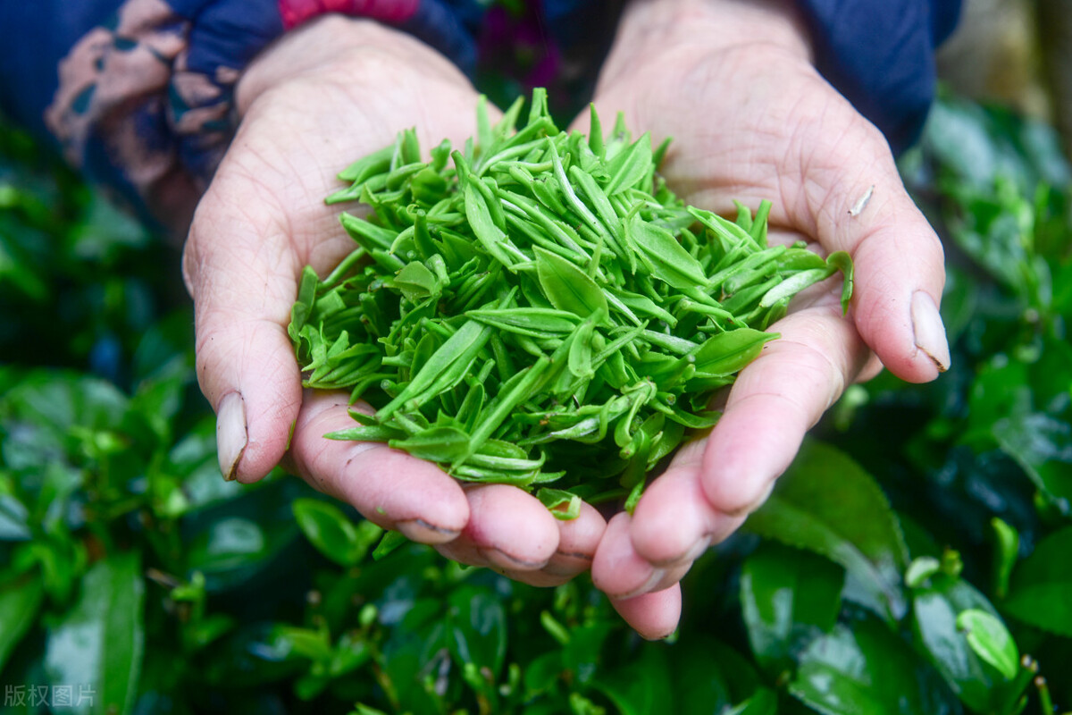 四大名茶之一的西湖龙井茶产地是,十大名茶西湖龙井拿了多少次第一