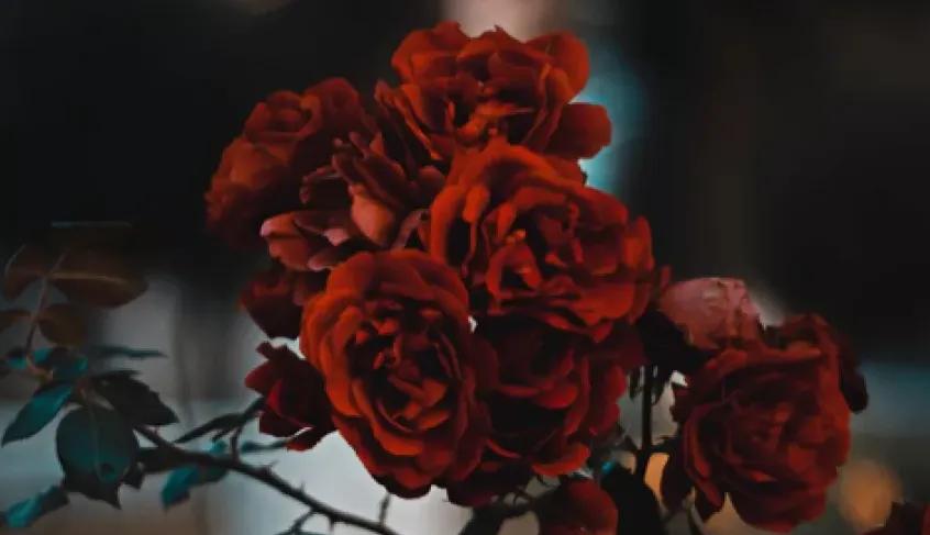 签名文案高级小众短句,黄昏日落独特小众的文案短句