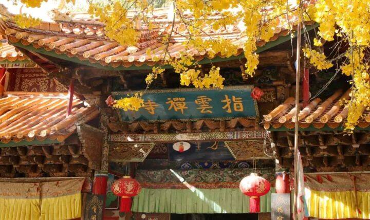 云南银杏熟了,云南银杏落叶