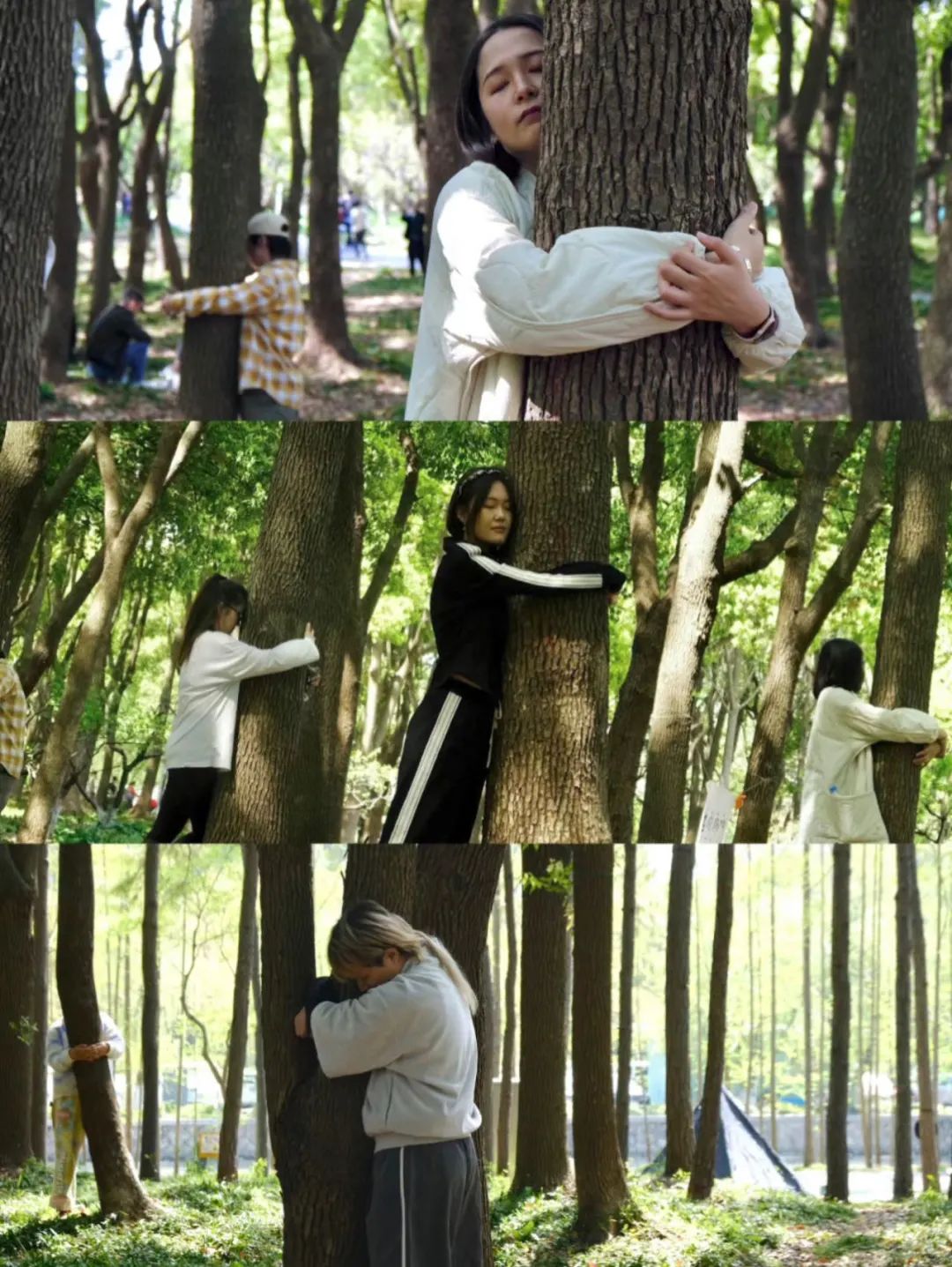 谁懂啊！沪上年轻人开始流行“抱树”解压了