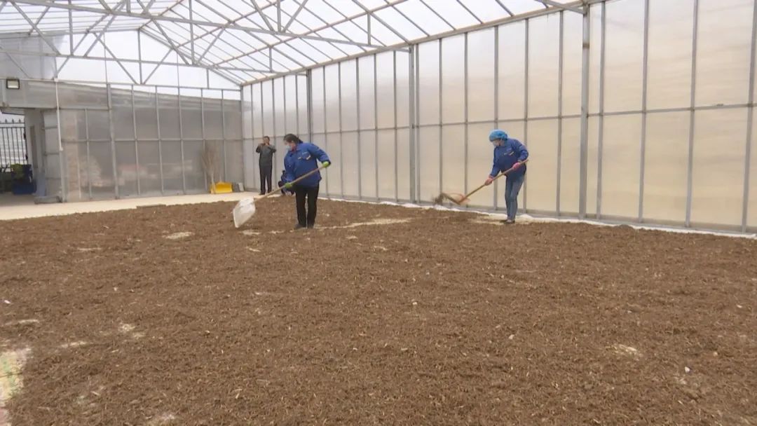 甘肃省临潭县中药材种植,临澧中药材种植成致富新途径