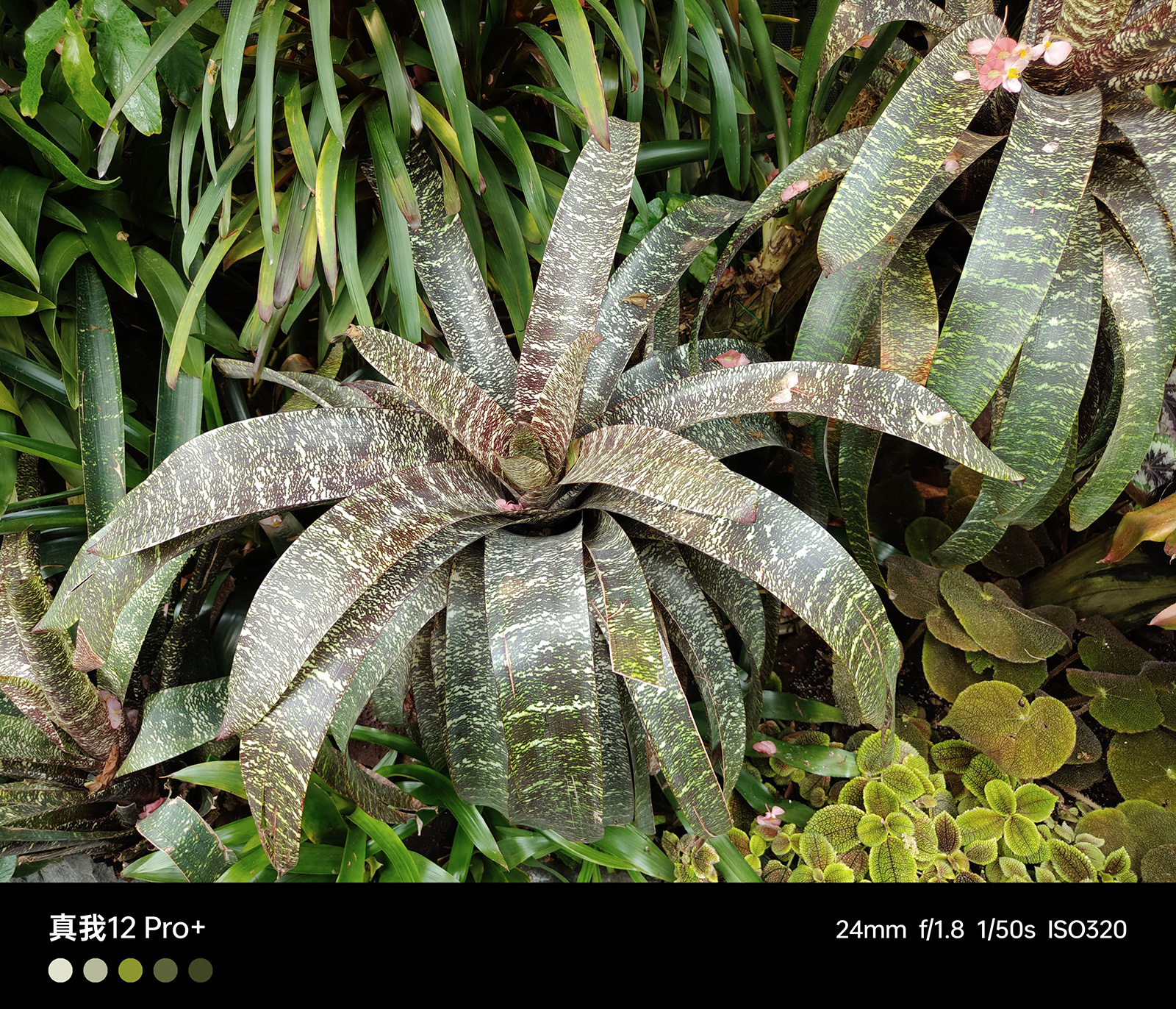 真我12pro中端颠覆者价格,真我12Pro+或搭载潜望式长焦