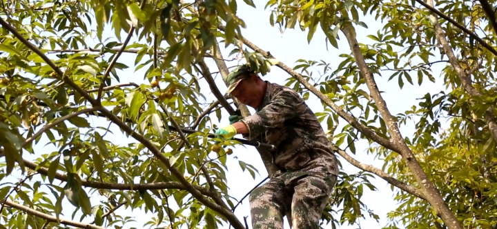 白露临安山核桃开杆,白露开竿涉县核桃迎丰收