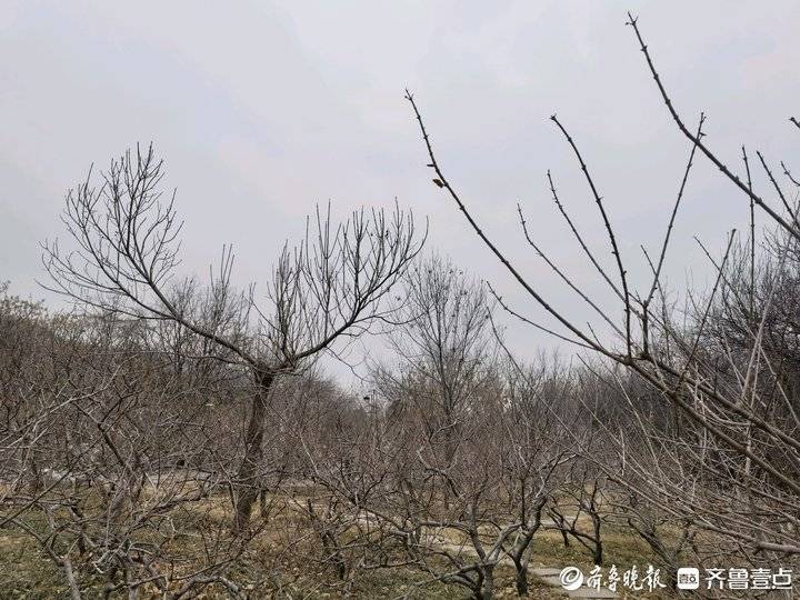 济南千佛山上的腊梅花开了吗,千头菊冻死了