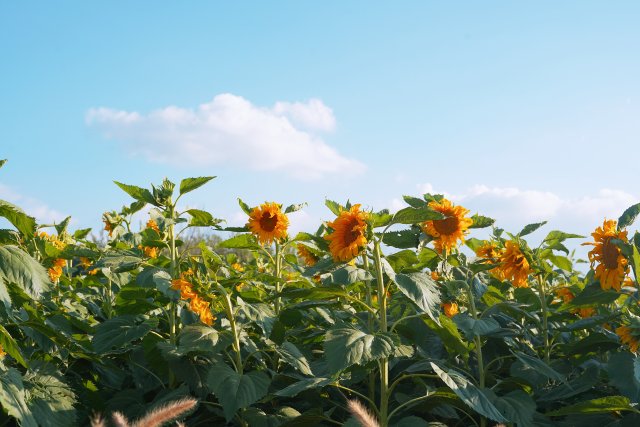 昆明必须打卡的五个古村,隐藏在昆明10个绝美村落