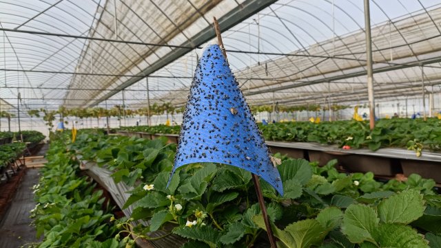 荣获中国绿色食品认证,获得绿色食品认证