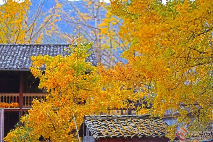 云南银杏熟了,云南银杏落叶