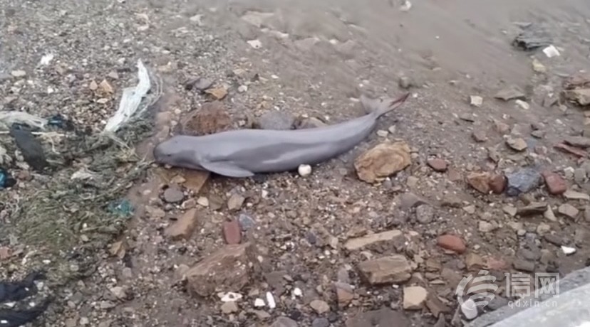 小江豚搁浅多方联手营救,青岛一景区再现江豚搁浅