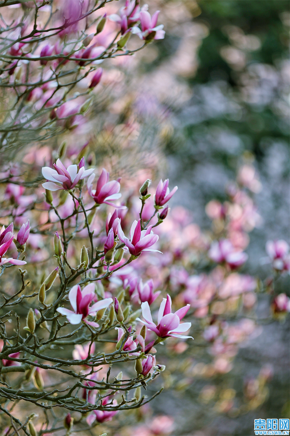 繁花盛开，属于贵阳的初春壁纸来啦