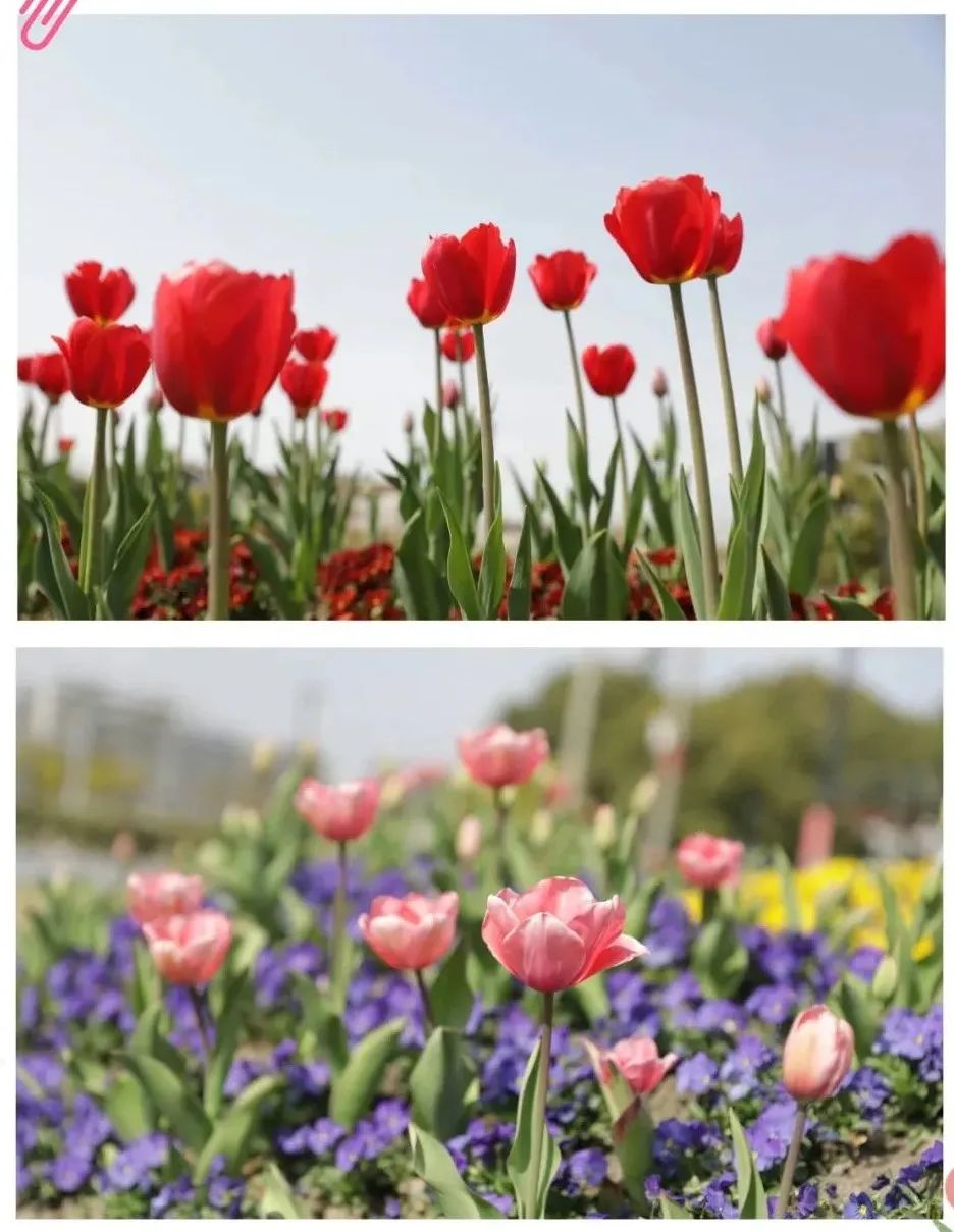 清明假期我市天气晴好气温上升,大范围雨水来袭清明的天气