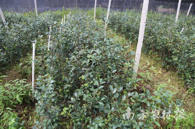 锚定万亿级,锚定高质量发展百千万工程