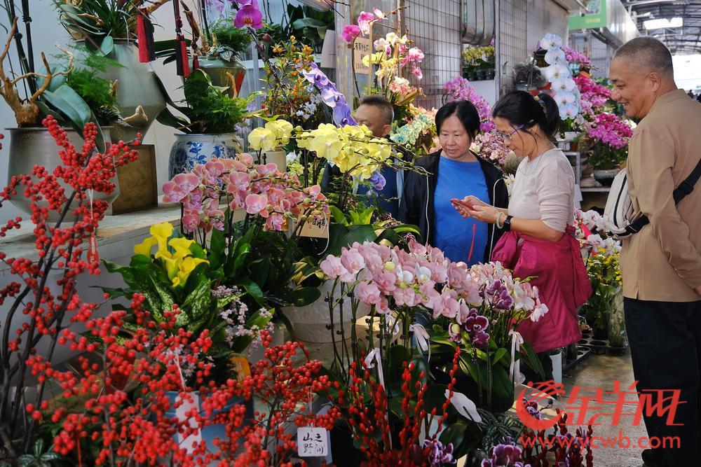 广州年花的品种名称价格,今年广州花卉市场行情