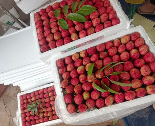 元江三月红早熟荔枝上市,云南元阳三月红荔枝抢鲜上市