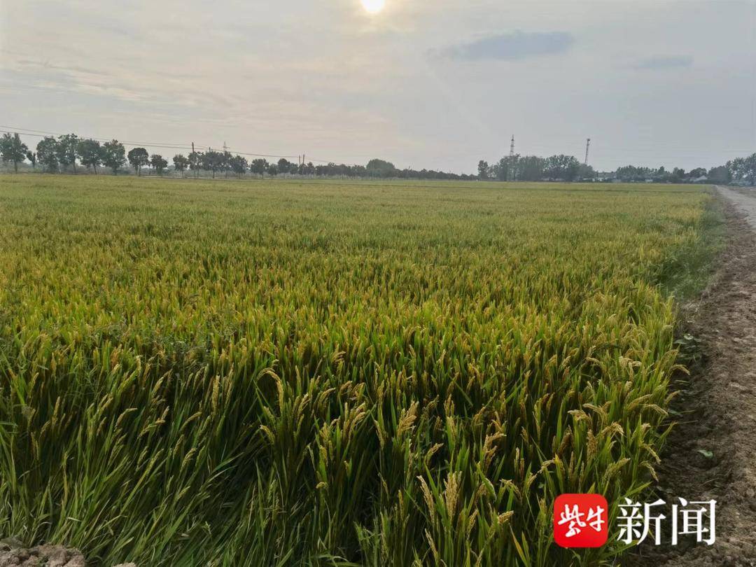 小田变大田的创新思路,邳州哪些地方小田变大田