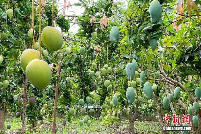 东西问丨黄国弟：芒果是怎样从热带果园飘香全球的？