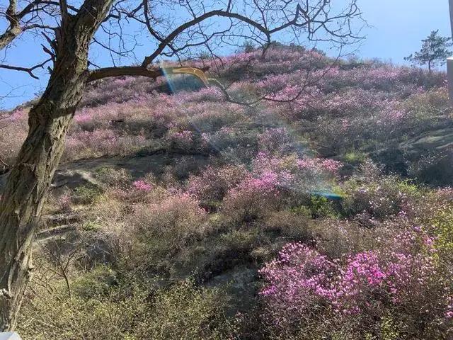 人文青岛特别策划|人间四月天，芳菲山海间——春花漫天遍野，追溯青岛花海背后的人文气息和吸引力法则