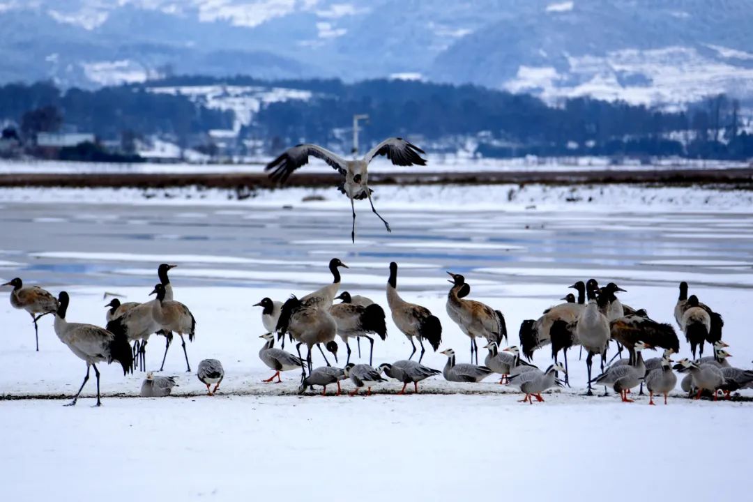 贵州文旅观察,贵州文旅威宁