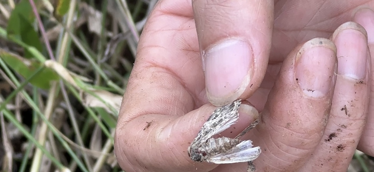 阳光政务｜简阳一农户田地里遭遇“虫子大军”怎么办？