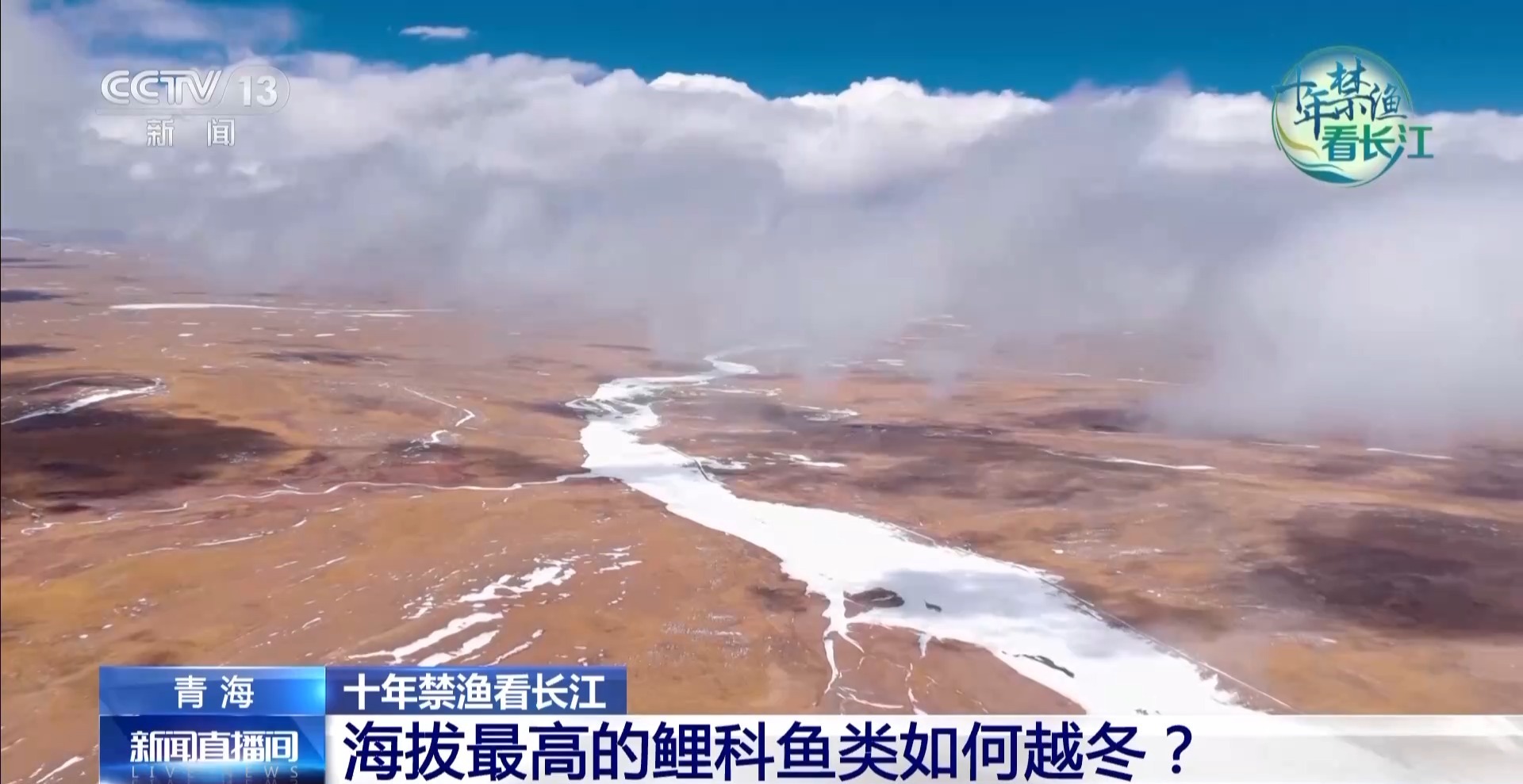 长江禁渔鱼类数据变化,长江禁渔三年多鱼儿们过得怎么样