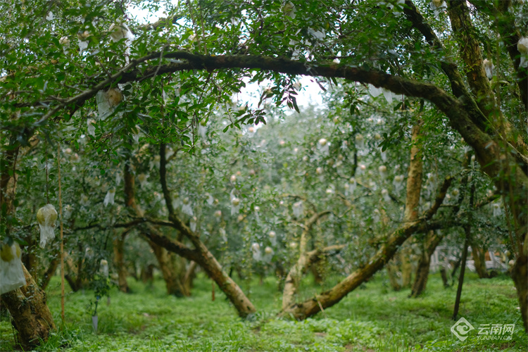 云南蒙自甜绿籽石榴树苗,云南蒙自基地甜石榴