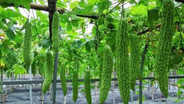 鍐呴粍涔℃潙鎸叴鏂伴椈,瀹夐槼涔℃潙鎸叴浜т笟