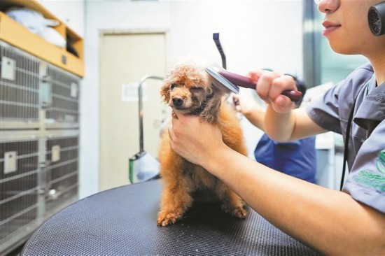 宠物寄养的十大方法,春节期间宠物寄养活动方案