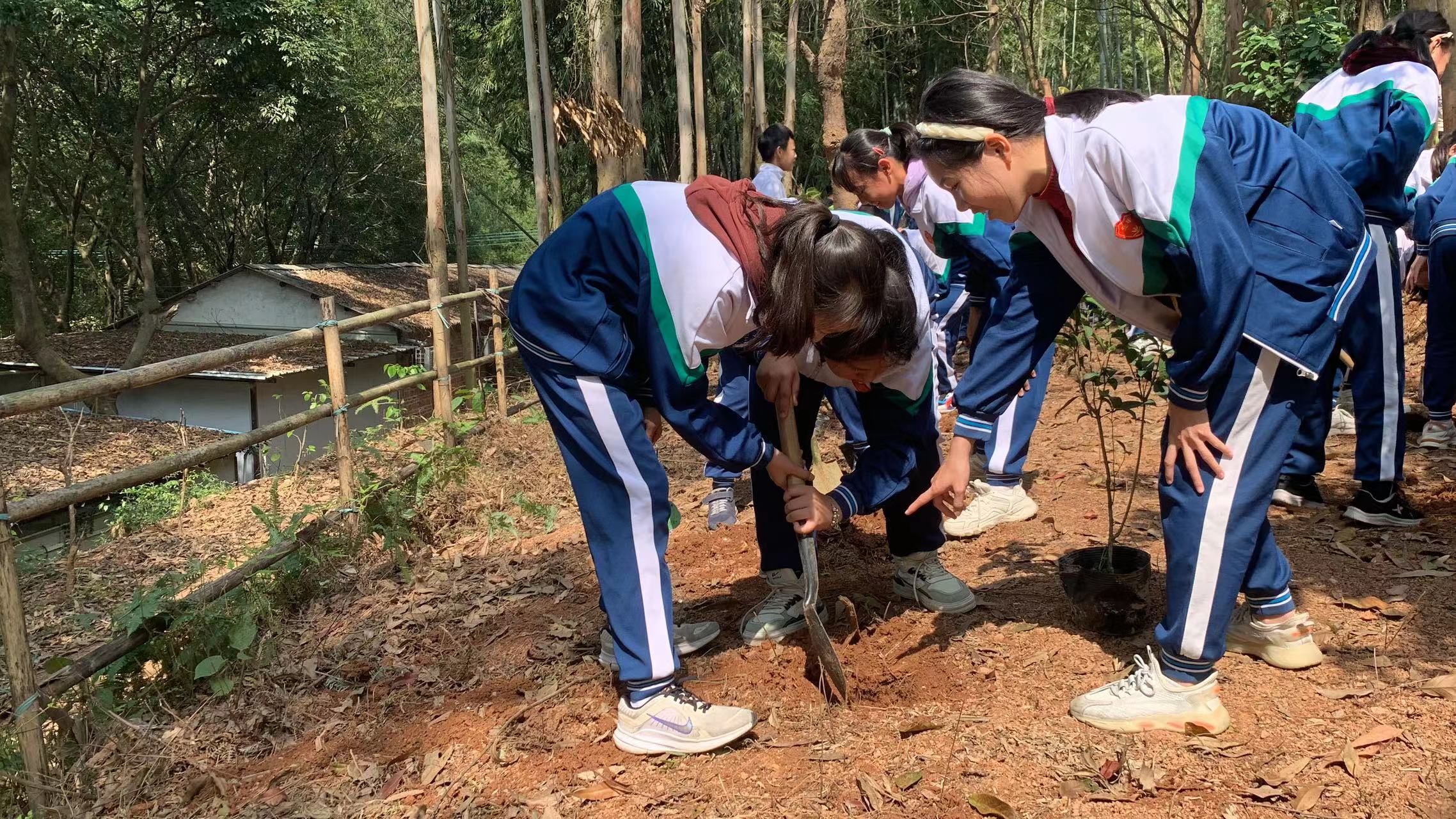 植树研学活动,植树节研学游活动