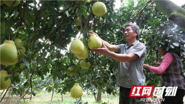 江永香柚黄,江永香柚好吃吗