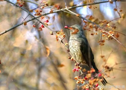 早起的鸟儿有虫吃下一句是啥,早起的鸟儿有虫吃