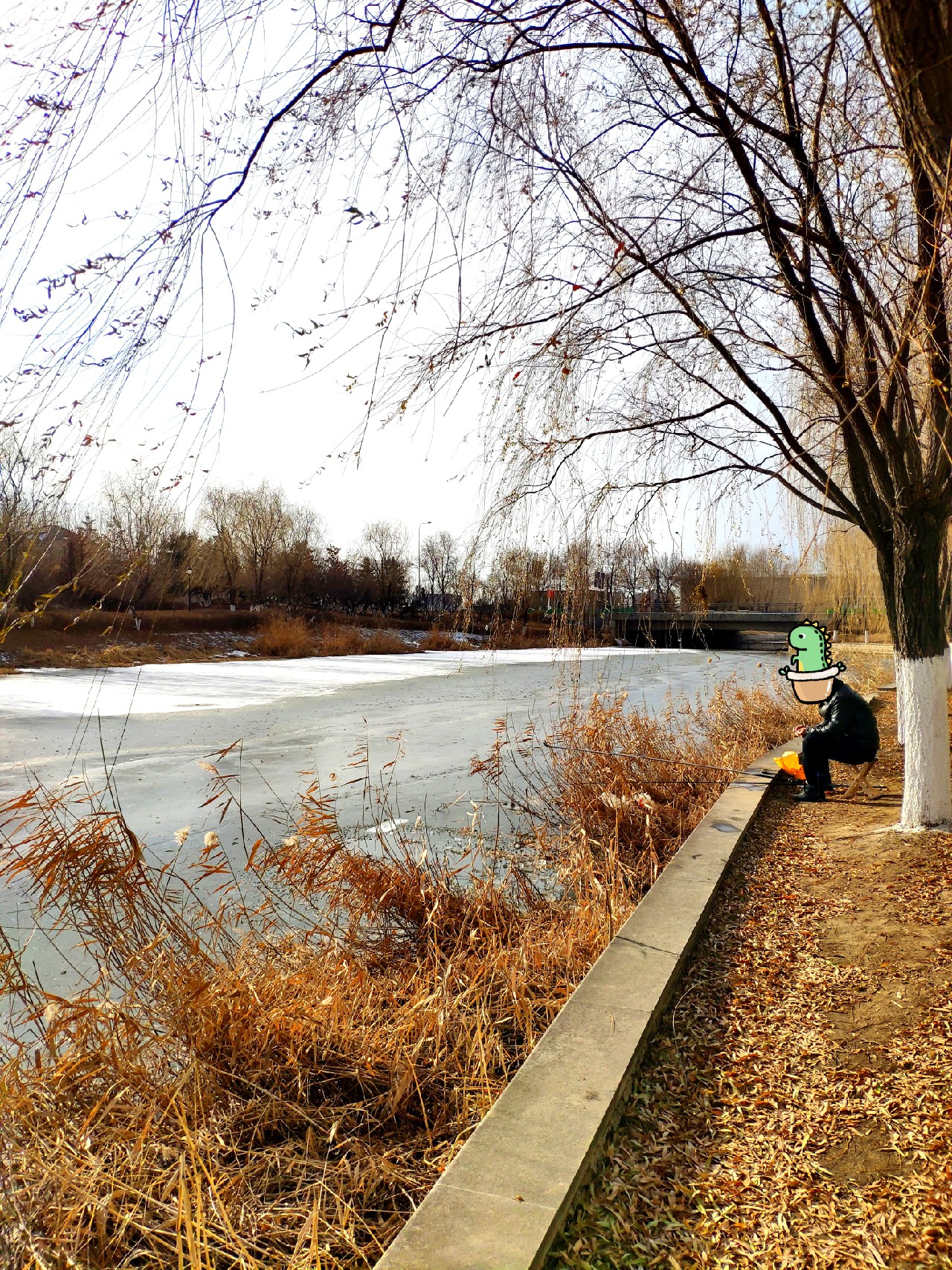 气温零下钓鲤鱼,寒冬钓鱼中鱼视频