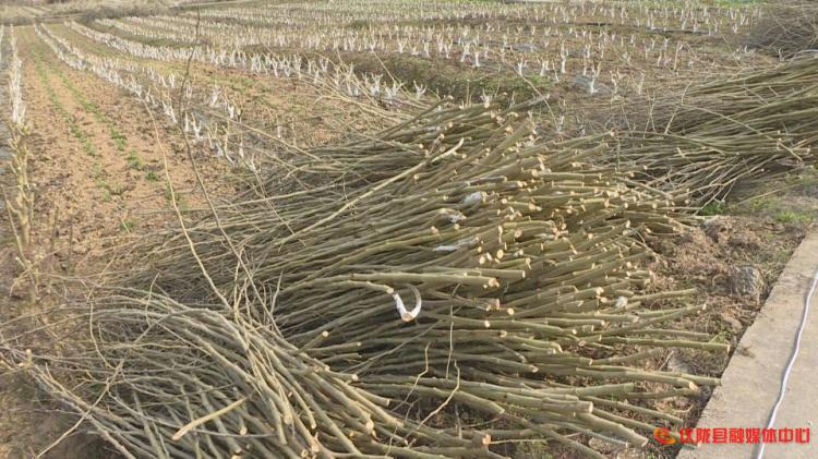 桑树枝怎么加工成药材,桑枝粉碎后的用途