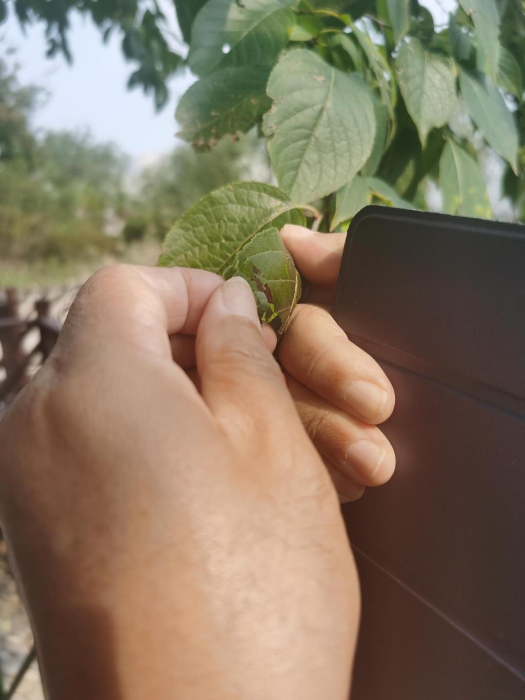 年宵花，正当红！植物学家于涛带你挑选新春花卉，并了解青岛百合的前世今生