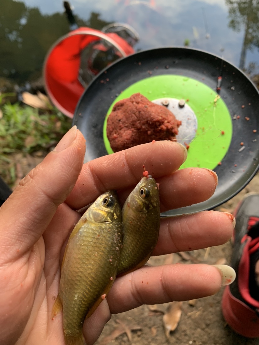 野钓鲫鱼爆护的最佳方法,冬季野钓鲫鱼小鱼闹窝严重怎么办