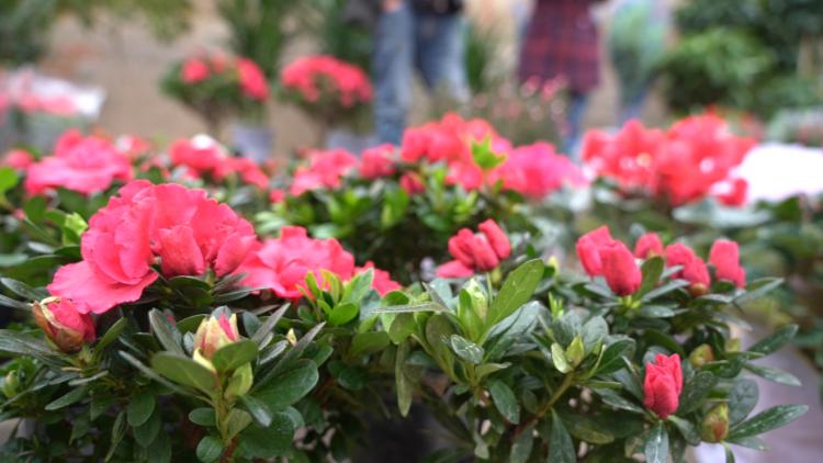 新春走基层的记忆,新春走基层的年味