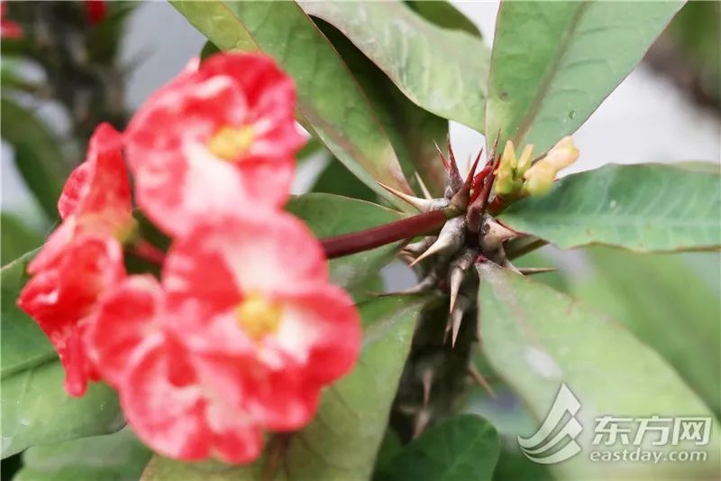 短叶虎尾兰的独特特征,金边虎尾兰百合科虎尾兰属植物