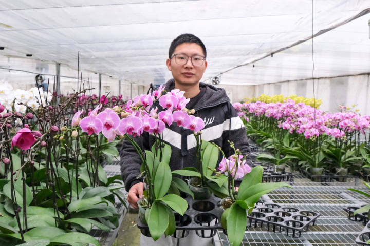 年销五六十万株，你家中摆的蝴蝶兰可能来自杭州这里！来小时晒元宵，送你年宵花