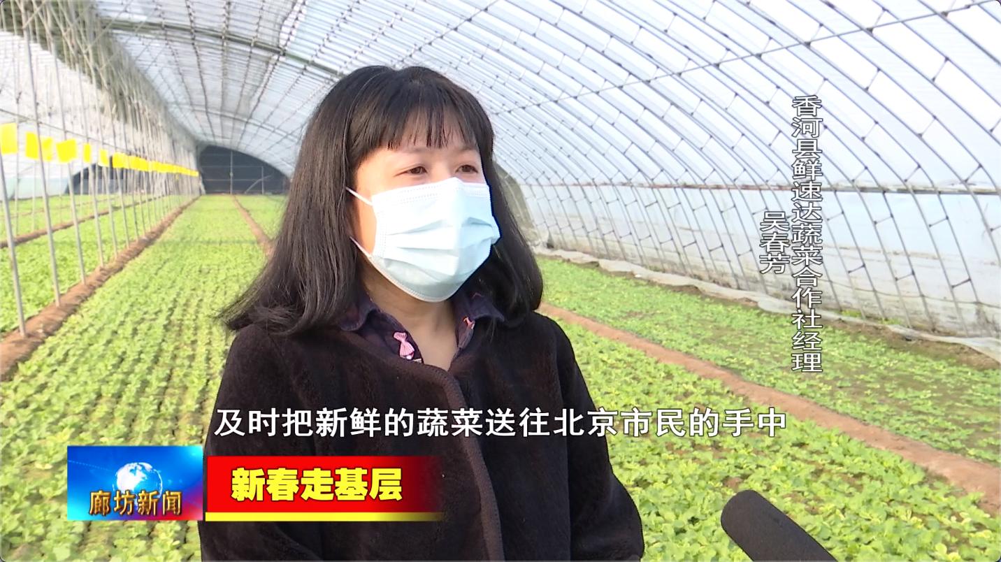 「新春走基层」香河县鲜速达蔬菜合作社：蔬菜基地春意浓“菜篮子”生产保供应