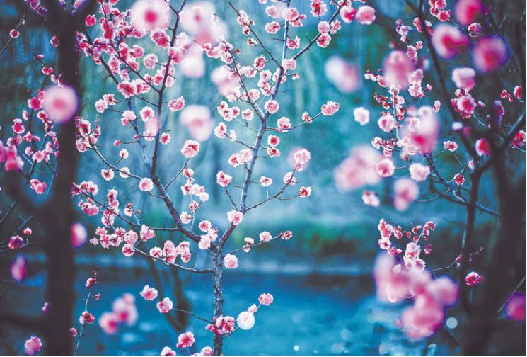 春天的花美文欣赏大全,诗情画意的美文美句