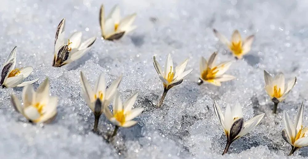 滴！跟着CCTV的镜头打卡*疆新**之春