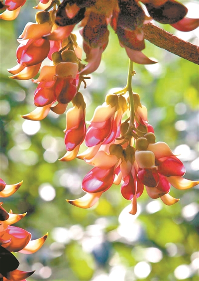 花海正当时来到云南,花海旅游正当时