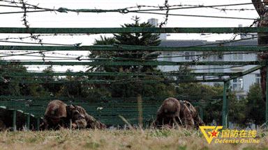 淬火砺剑！第75集团军某旅创新战斗体能训练方法