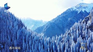 滴！跟着CCTV的镜头打卡*疆新**之春