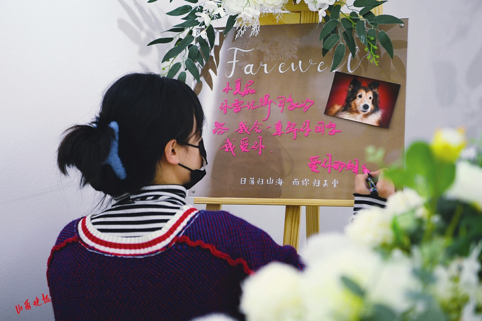 与宠物告别,宠物最后一次告别