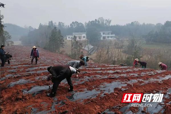 常德桃源：在“莓”丽的田野上奏响产业富民“春之曲”