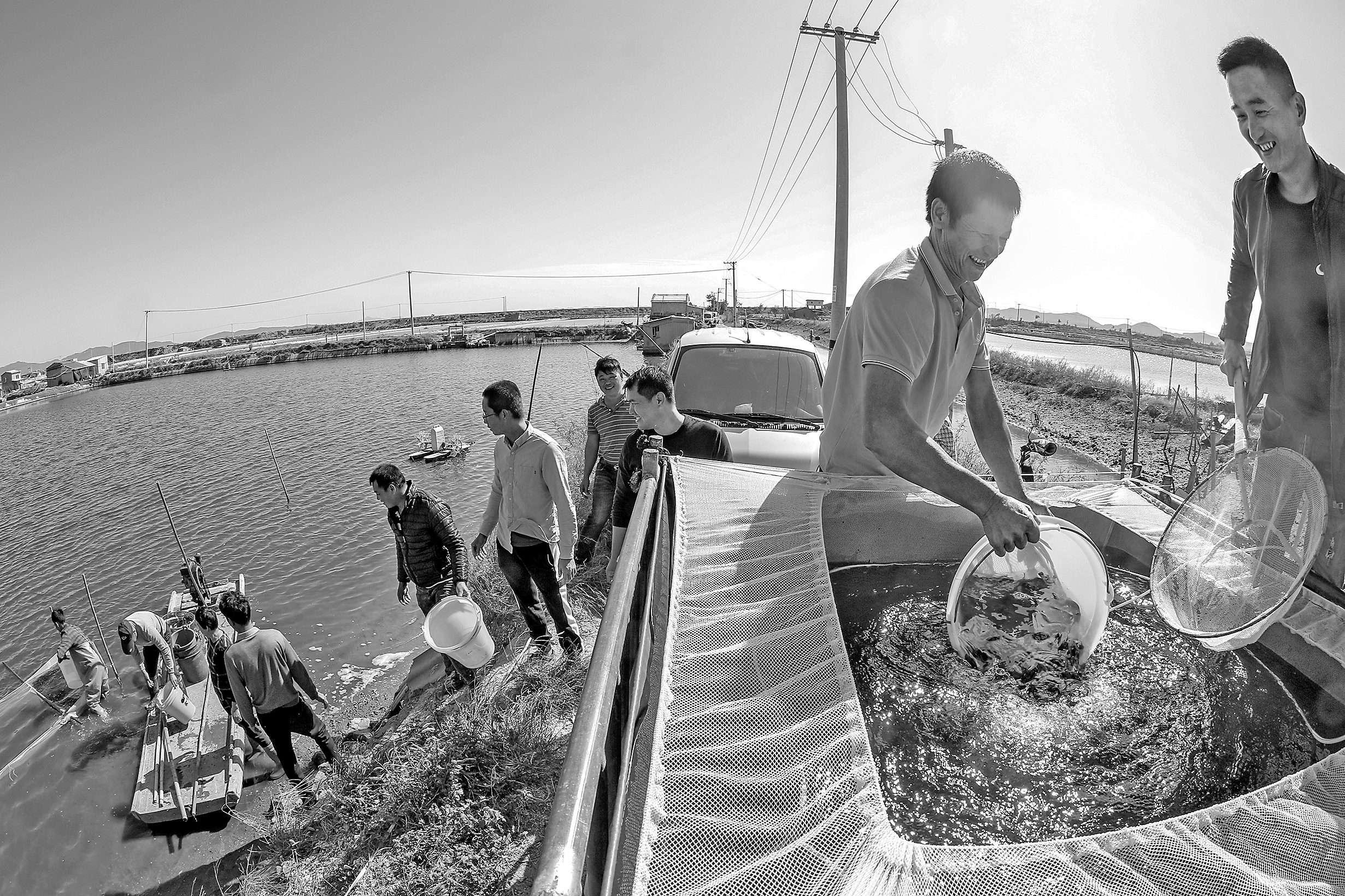 赤嘴鳘诏安,诏安养殖赤嘴鳘