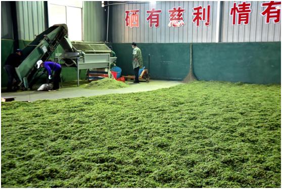 杜仲雄花泡水一天喝多少比较好,每日睡觉前一杯杜仲雄花茶