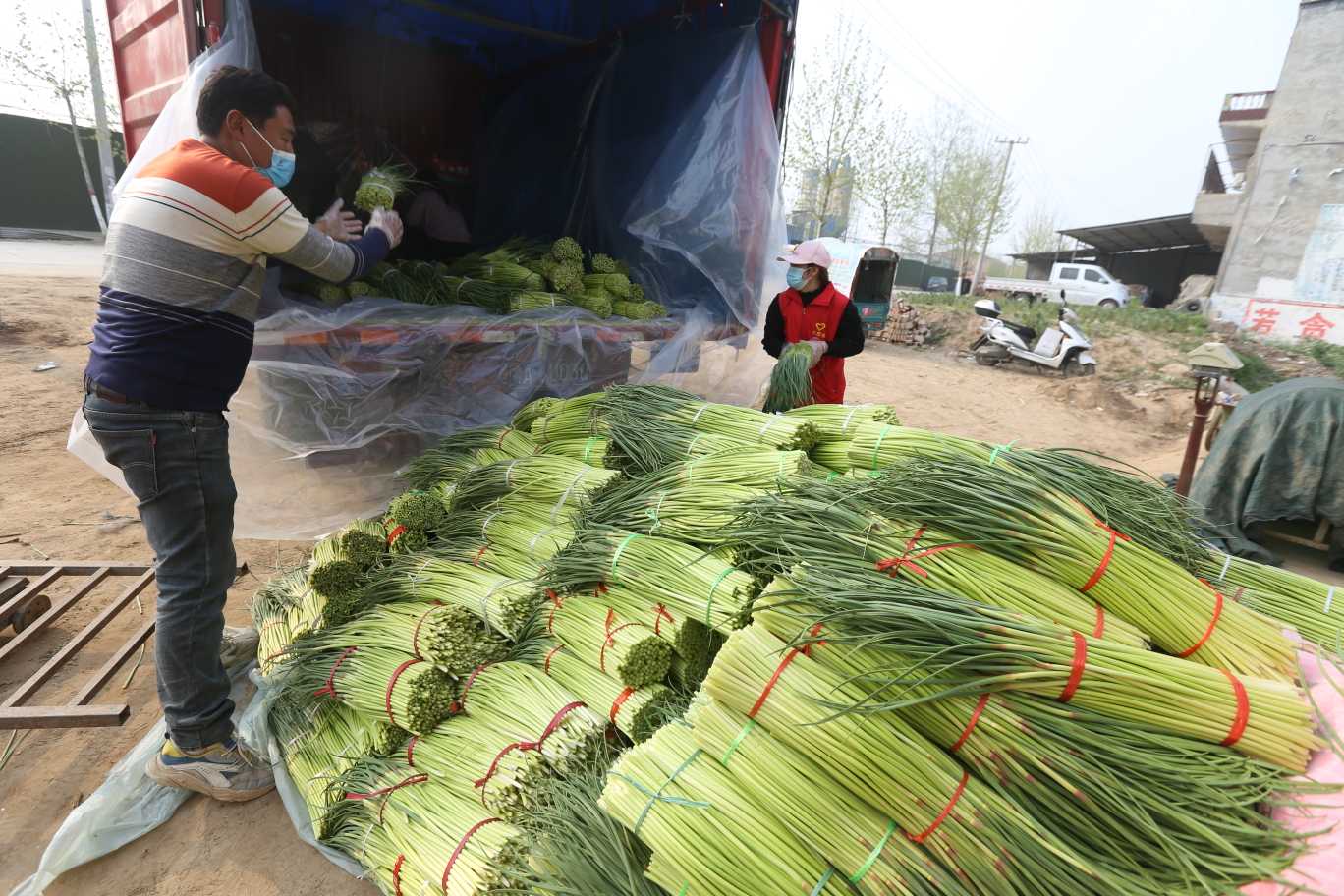 还没采摘便有销路！疫情防控下，周口淮阳蒜薹何以脱销
