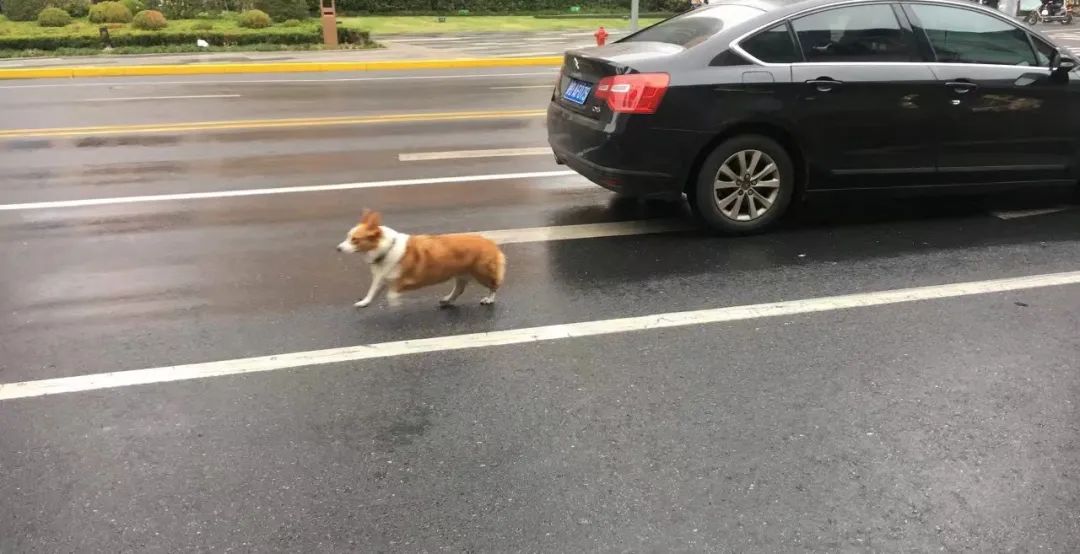 揭秘全国首个“宠物方舱”：揭秘全国首个“宠物方舱”：它们过得怎么样？它们过得怎么样？