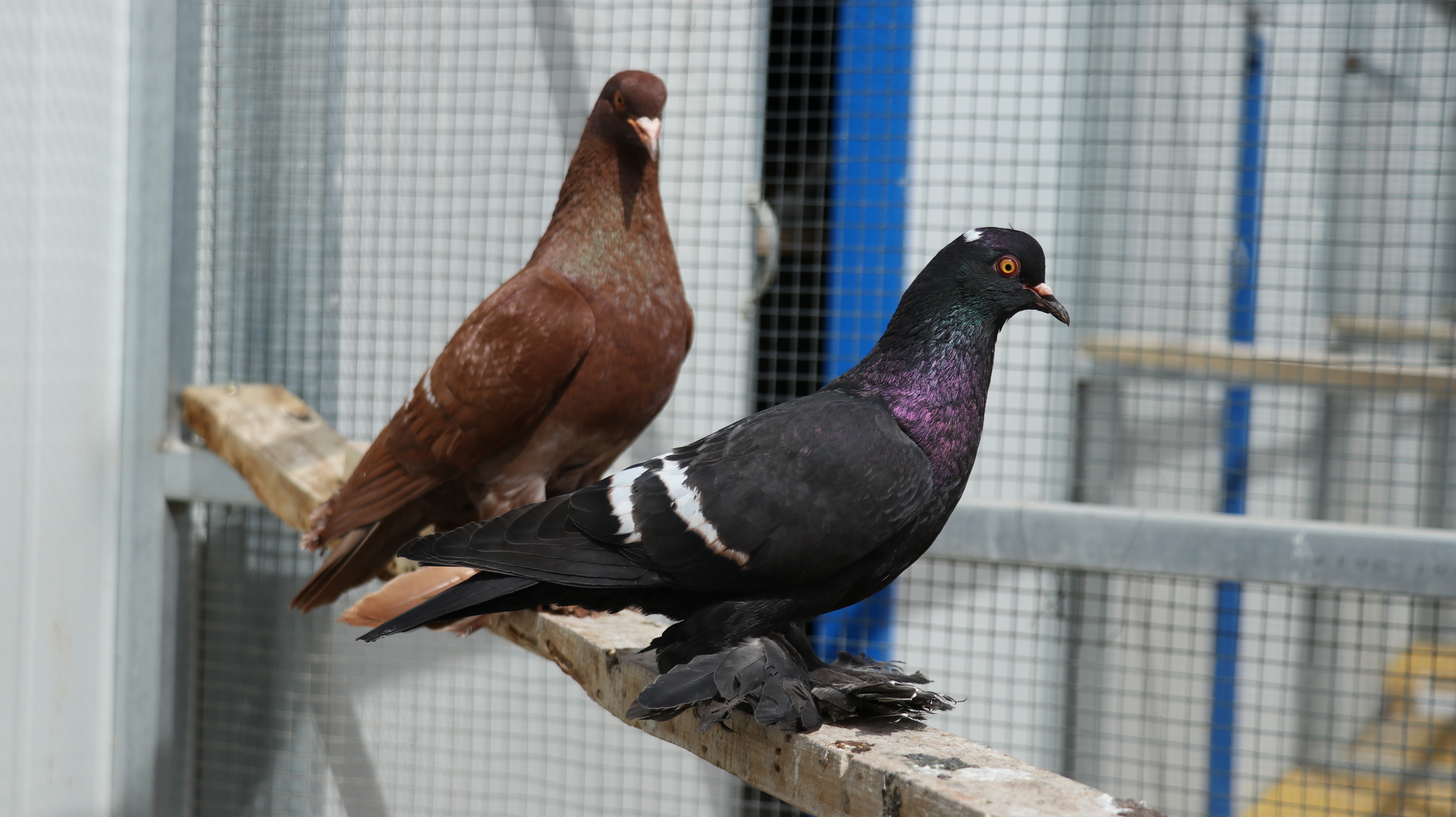 中国最大的观赏鸽养殖基地,观赏鸽养殖场